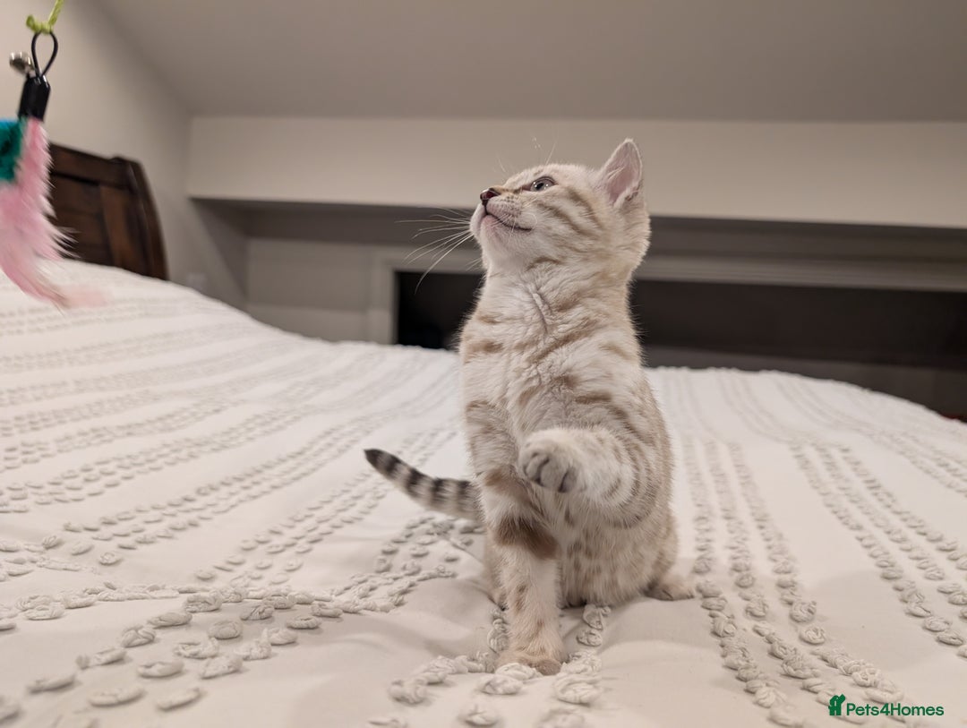 Bengal cats for sale: 🤍🩶 Stunning Snow Bengal Kittens 🩶🤍 - Advert 23