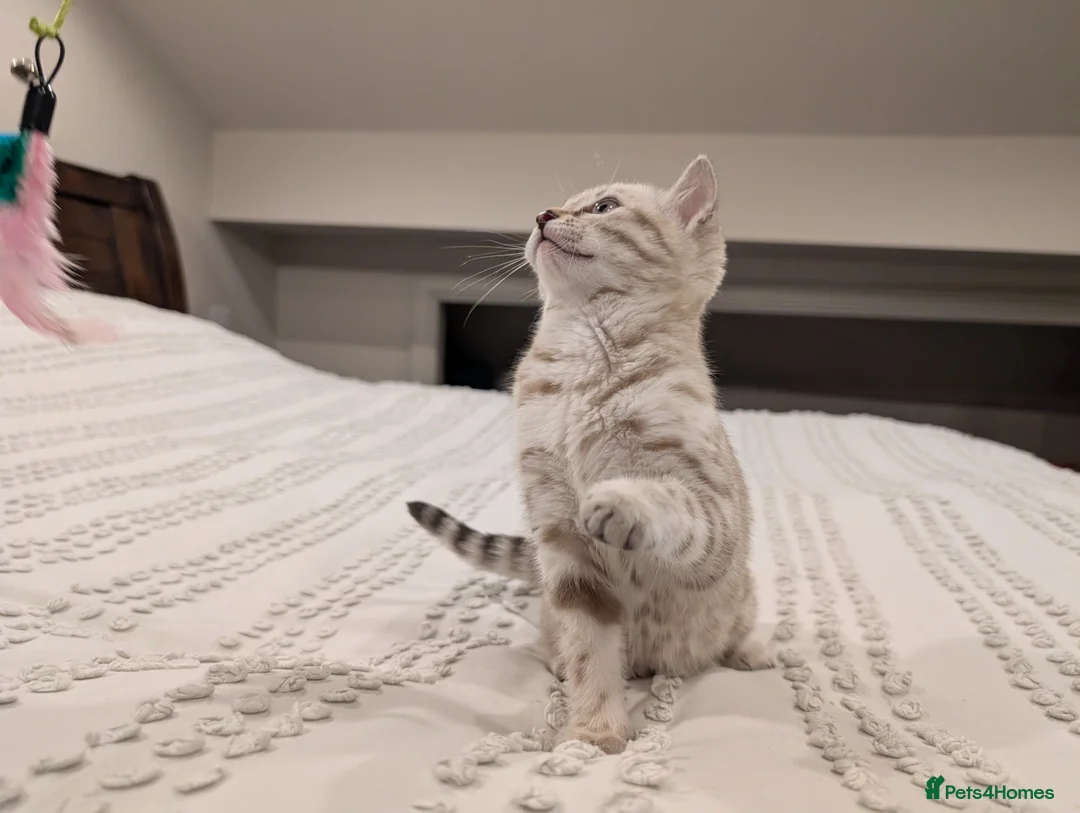 Bengal cats for sale: 🤍🩶 Stunning Snow Bengal Kittens 🩶🤍 - Advert 23