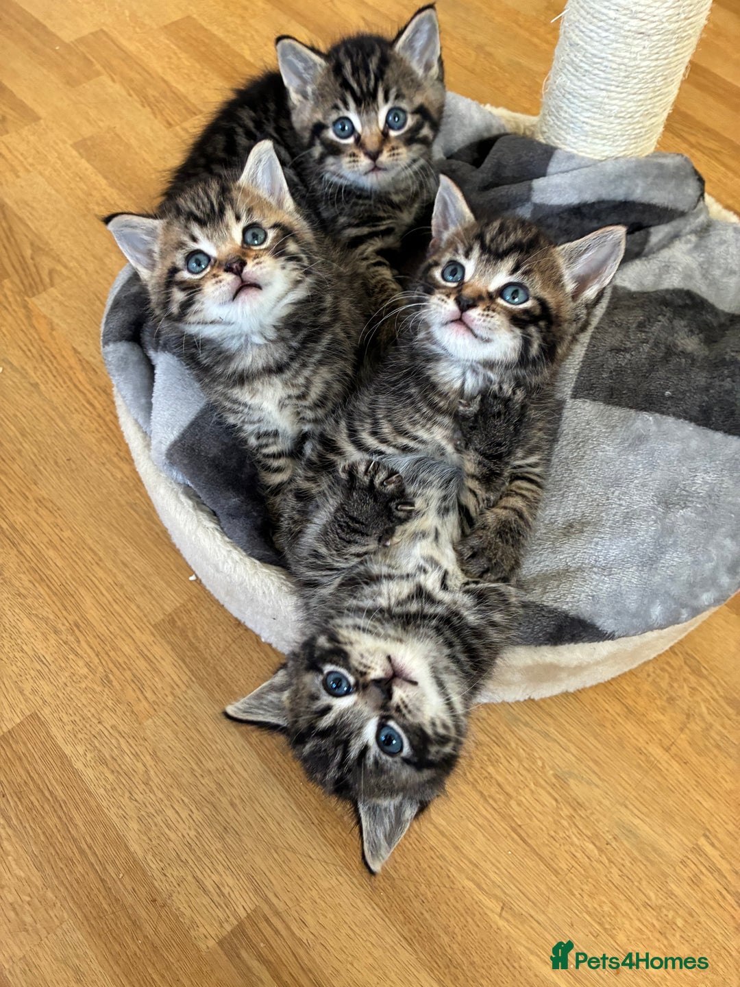 Domestic Shorthair cats for sale: Adorable kitten for sale  - Advert 9