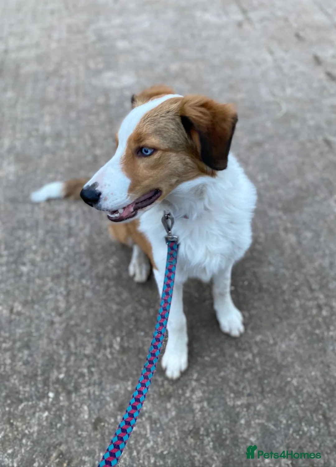 Border Collie dogs for stud: PROVEN Seal Welsh Border Collie **AT STUD** - Advert 10