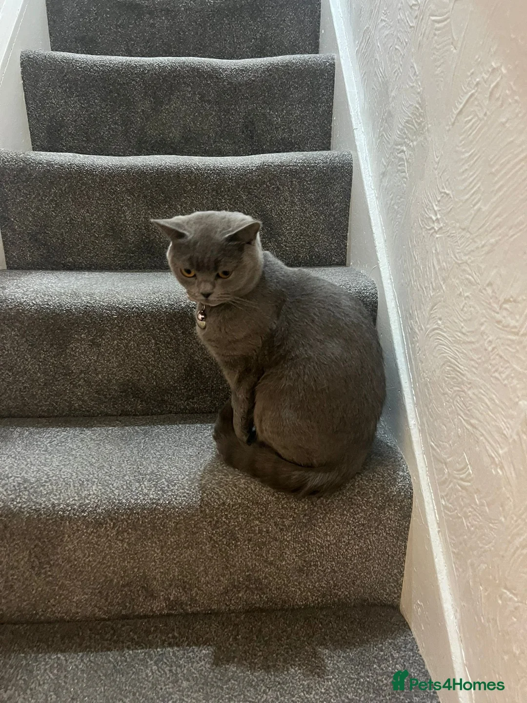 British Shorthair cats for sale: British Shorthair Needs a New Home! 🐾 - Advert 2