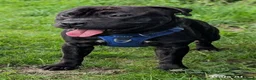 Staffordshire Bull Terrier dogs for stud: Health tested Staffordshire bull terrier studs  - Advert 6