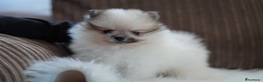Pomeranian Puppy 1