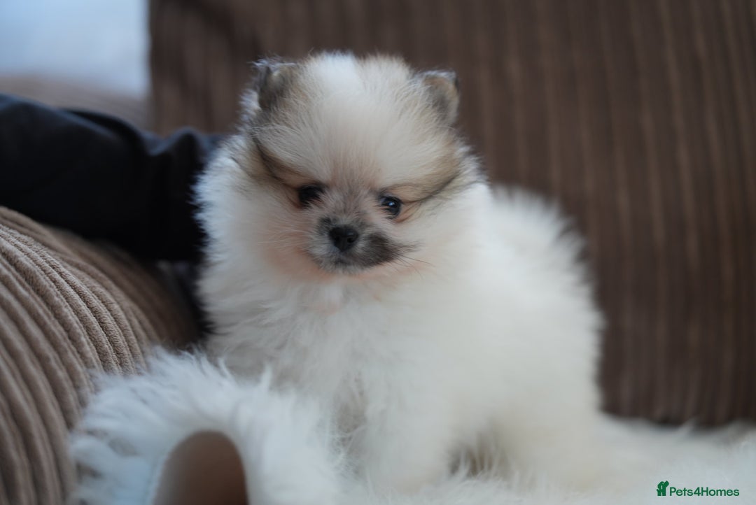 Pomeranian dogs for sale: Two cuties are looking for home  - Advert 11