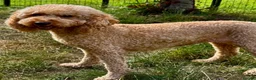 Standard Poodle dogs for adoption: 🐾 GLORIA – Female Miniature Poodle 🐾 in Caterham - Advert 1