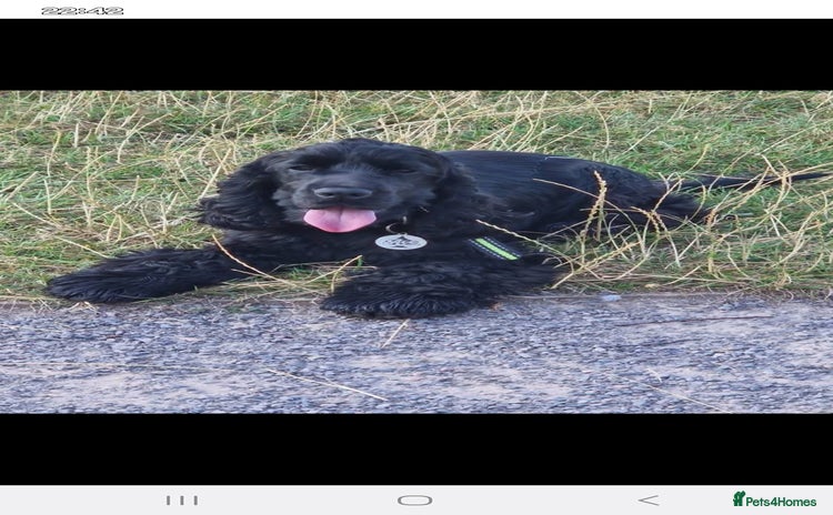 Cocker Spaniel dogs in Bristol - Advert 11