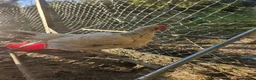 Chickens poultry for sale: 4 Light Sussex hens for sale  in Porth - Advert 6