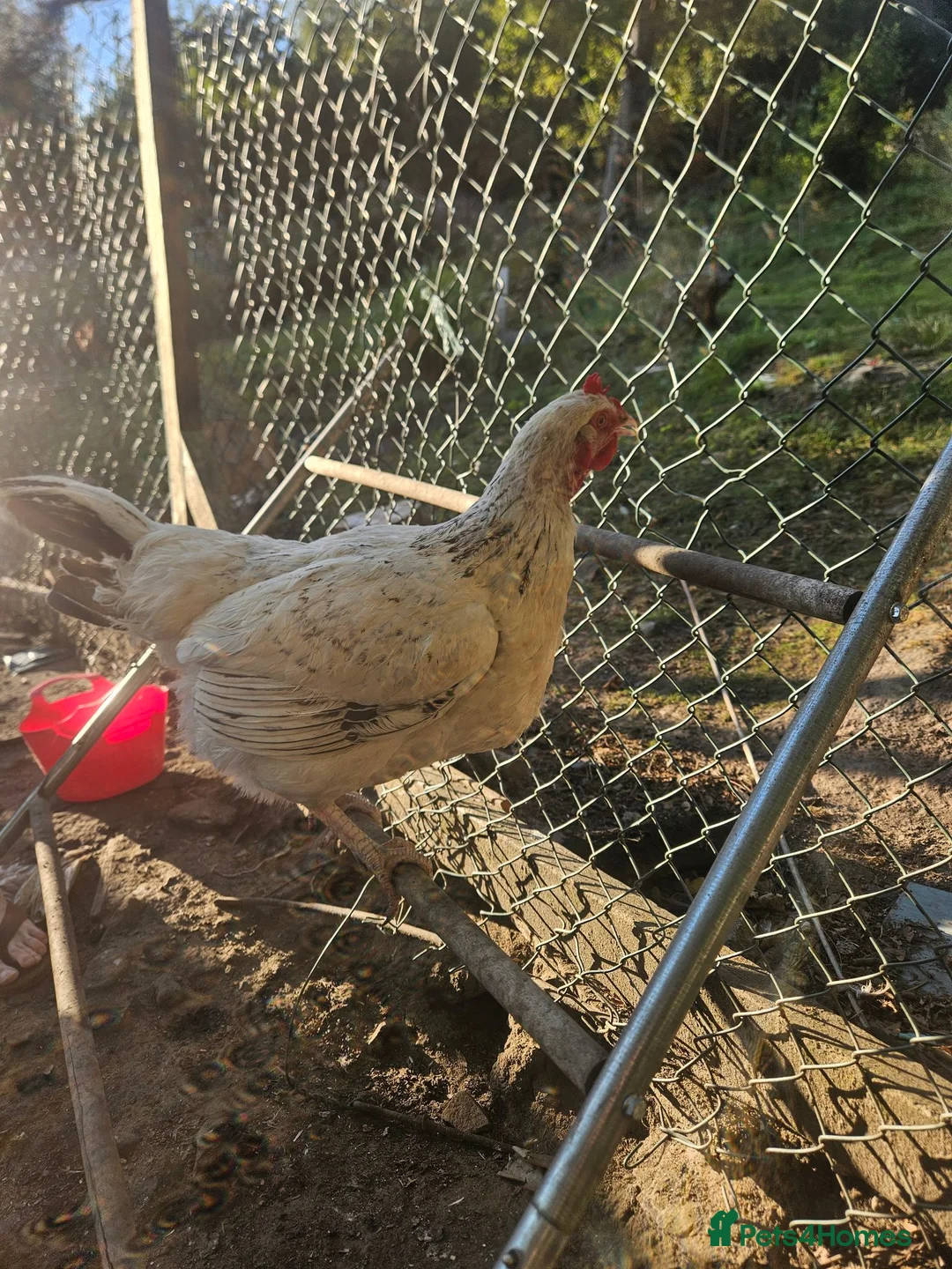 Chickens poultry for sale: 4 Light Sussex hens for sale  in Porth - Advert 6