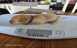 Labrador Retriever dogs for sale: KC REG Lab puppys x 2/11 ready to take home - Image 22