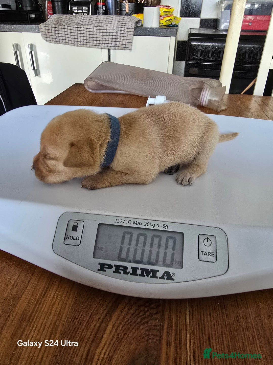 Labrador Retriever dogs for sale: KC REG Lab puppys x 2/11 ready to take home - Image 22