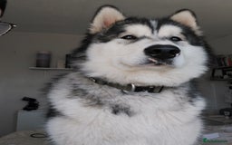 Alaskan Malamute dogs for sale: Beau 19 months male mal - Image 4