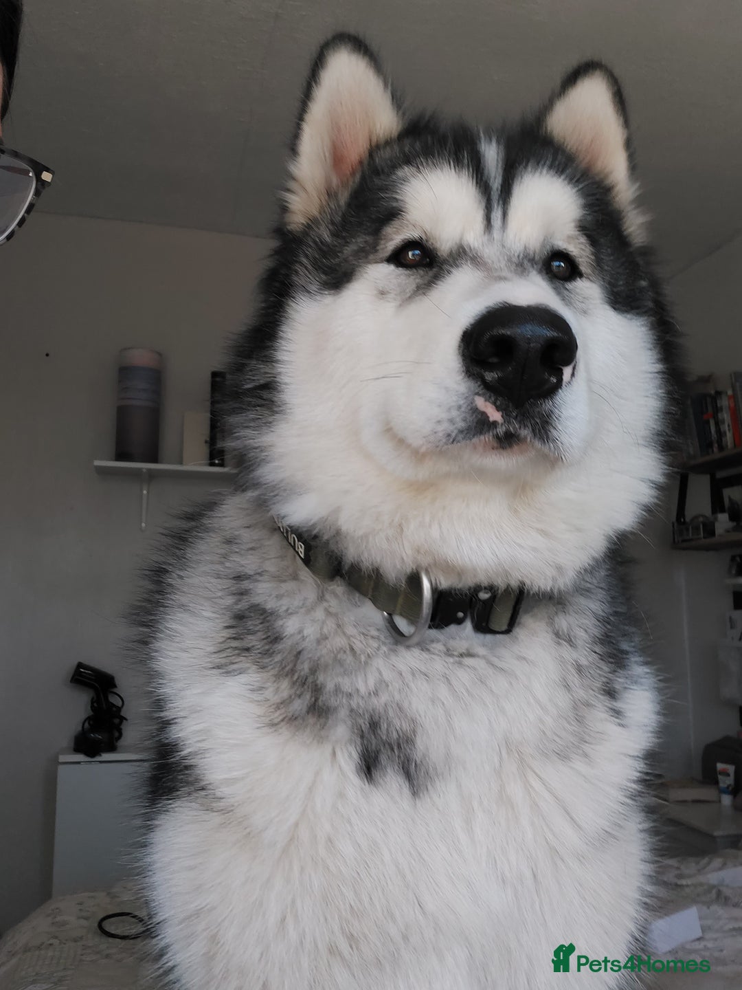 Alaskan Malamute dogs for sale: Beau 19 months male mal - Image 4
