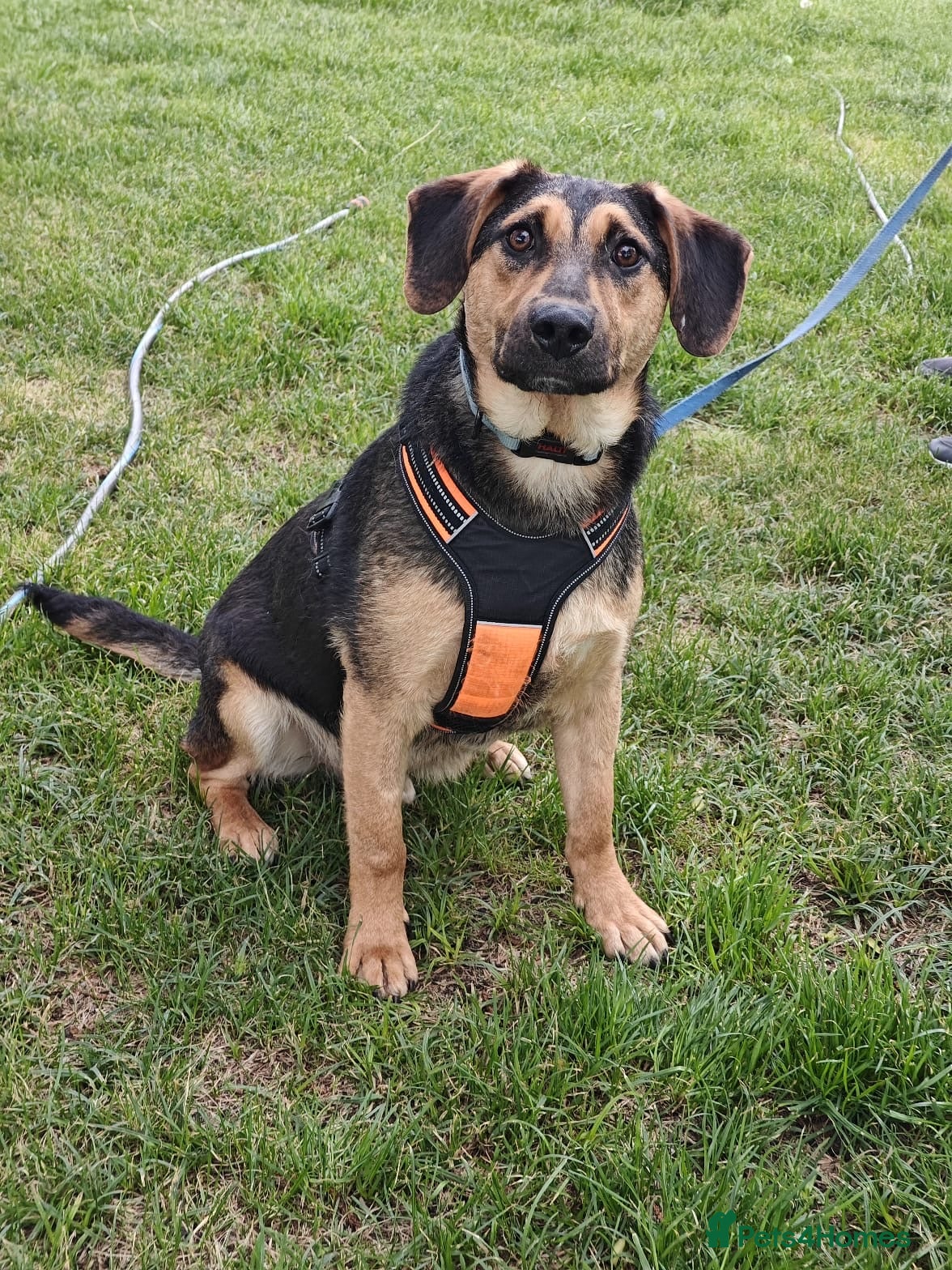 Mixed Breed dogs 💙🐶 MARCO – HE LOVES WITH HIS WHOLE HEART - Advert 1