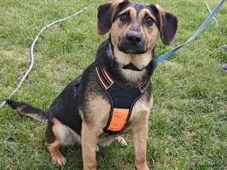 Mixed Breed dogs 💙🐶 MARCO – HE LOVES WITH HIS WHOLE HEART - Advert 3