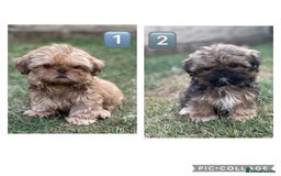 Shih Tzu dogs for sale: KC Registered Imperial Shih Tzu boys.  - Image 1