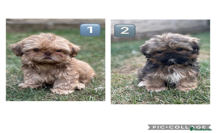 Shih Tzu dogs - Advert 1