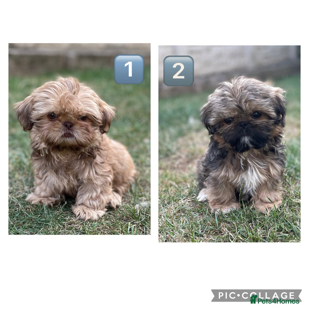 Shih Tzu dogs for sale: KC Registered Imperial Shih Tzu boys.  - Image 1