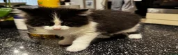 Maine Coon cats for sale: Maine Coon Cross Kittens in Bourne - Advert 13