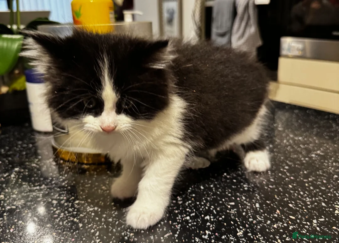 Maine Coon cats for sale: Maine Coon Cross Kittens in Bourne - Advert 13