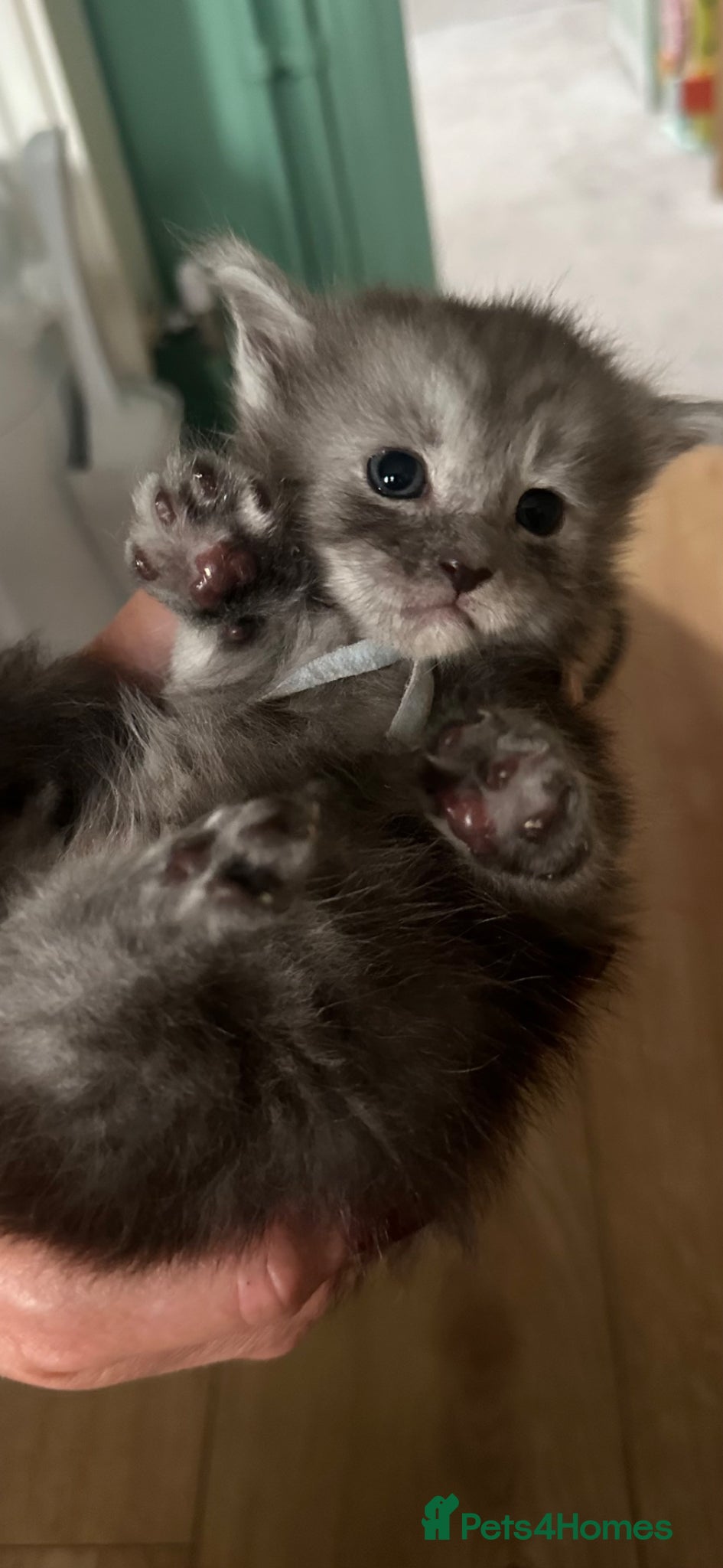 Maine Coon cats for sale: 5 beautiful Maine coon kittens - Advert 30