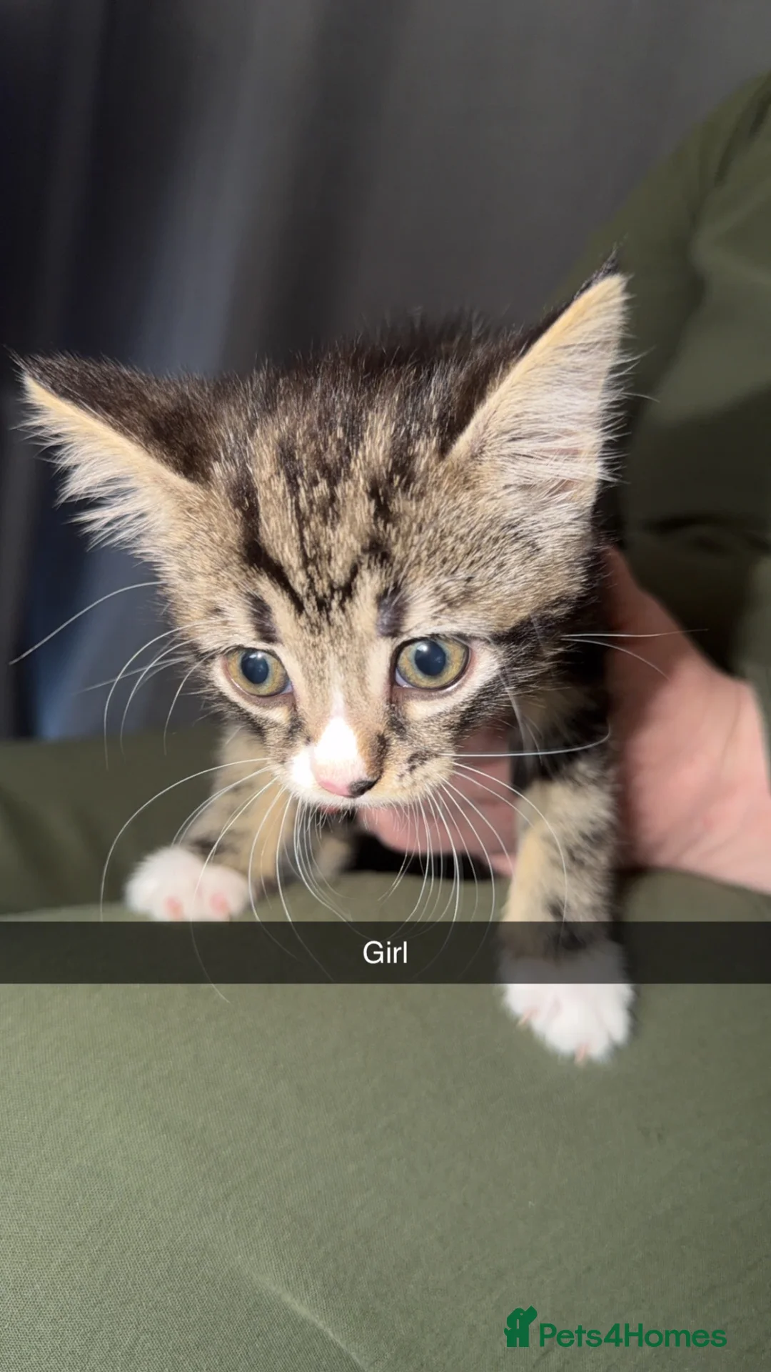 Mixed Breed cats for sale: Kittens, mixed selection  in Hatfield - Advert 12