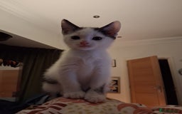 Domestic Shorthair cats for sale: 6 gorgeous mixed breed kittens - Advert 18