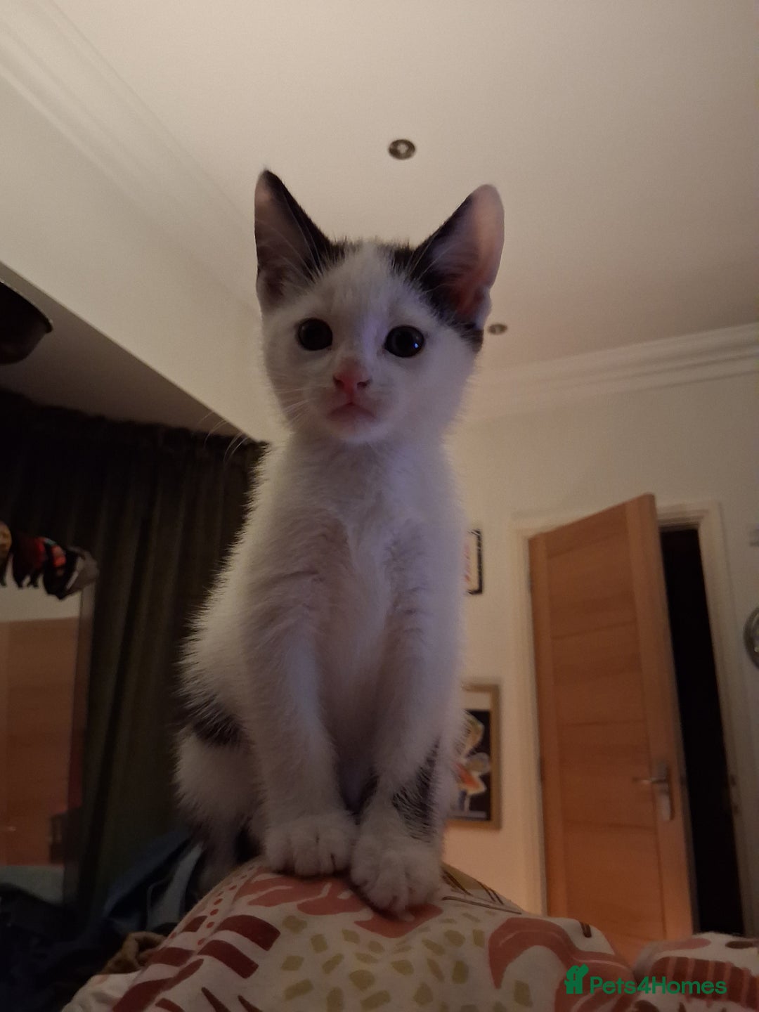 Domestic Shorthair cats for sale: 6 gorgeous mixed breed kittens - Advert 18