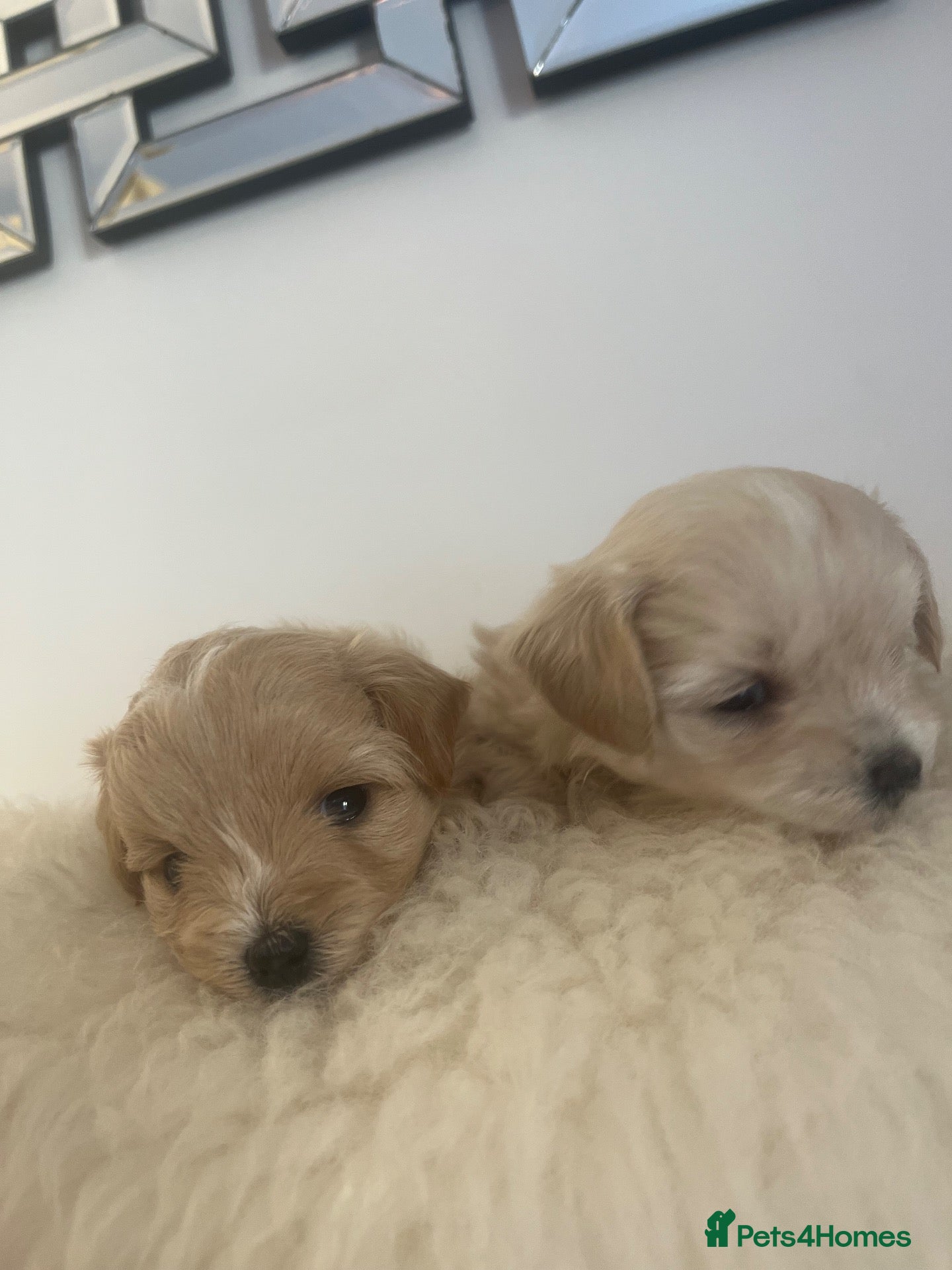 Maltipoo dogs OUTSTANDING TOY/KOREAN MALTIPOOS  - Advert 2