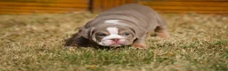 English Bulldog dogs for sale: Winnie’s amazing litter of 6 beautiful babies - Advert 18