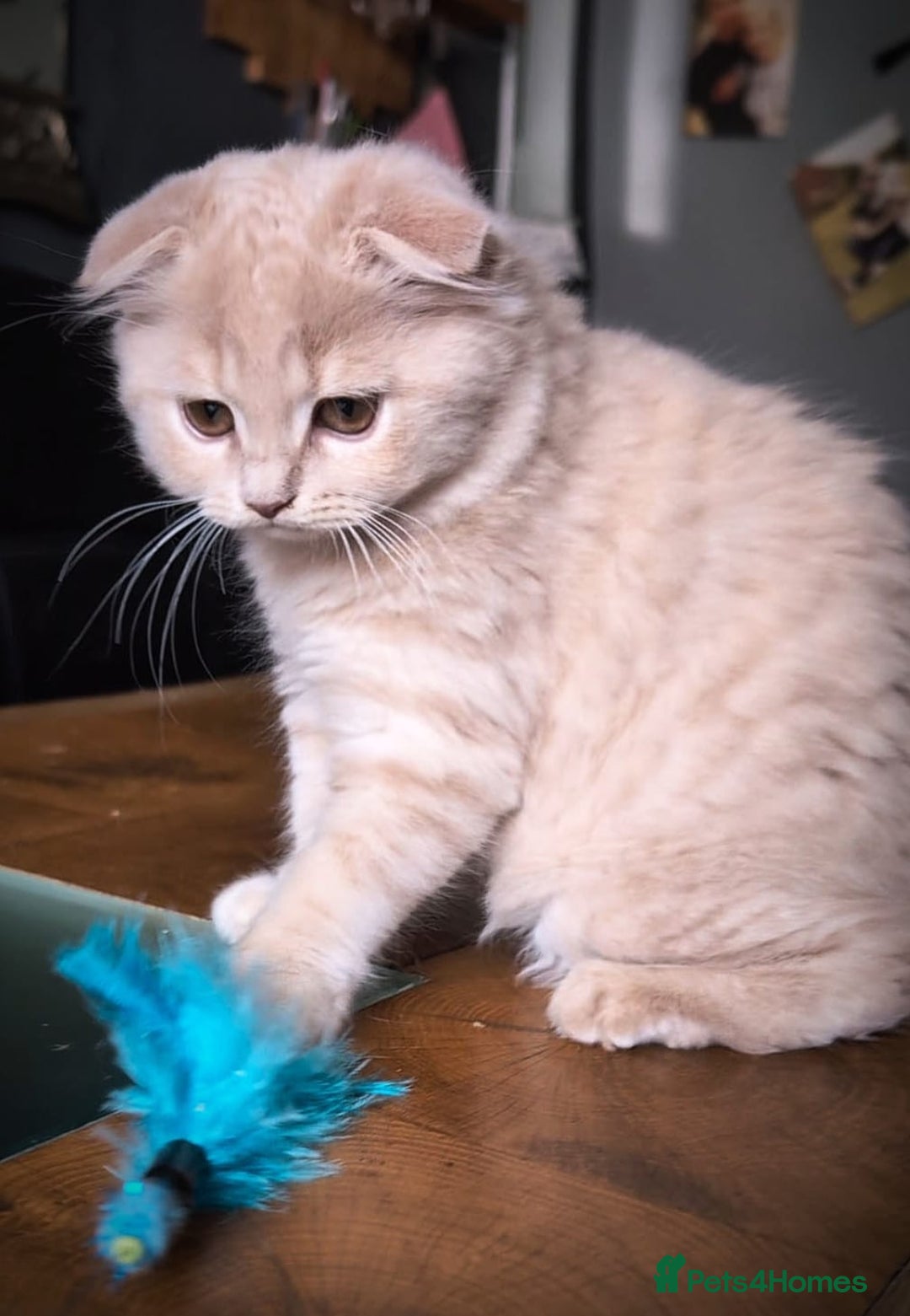 Scottish Fold cats for sale: 💙FAWN TICA active for BREEDING 🩵 Scottish Fold❣️ - Image 9