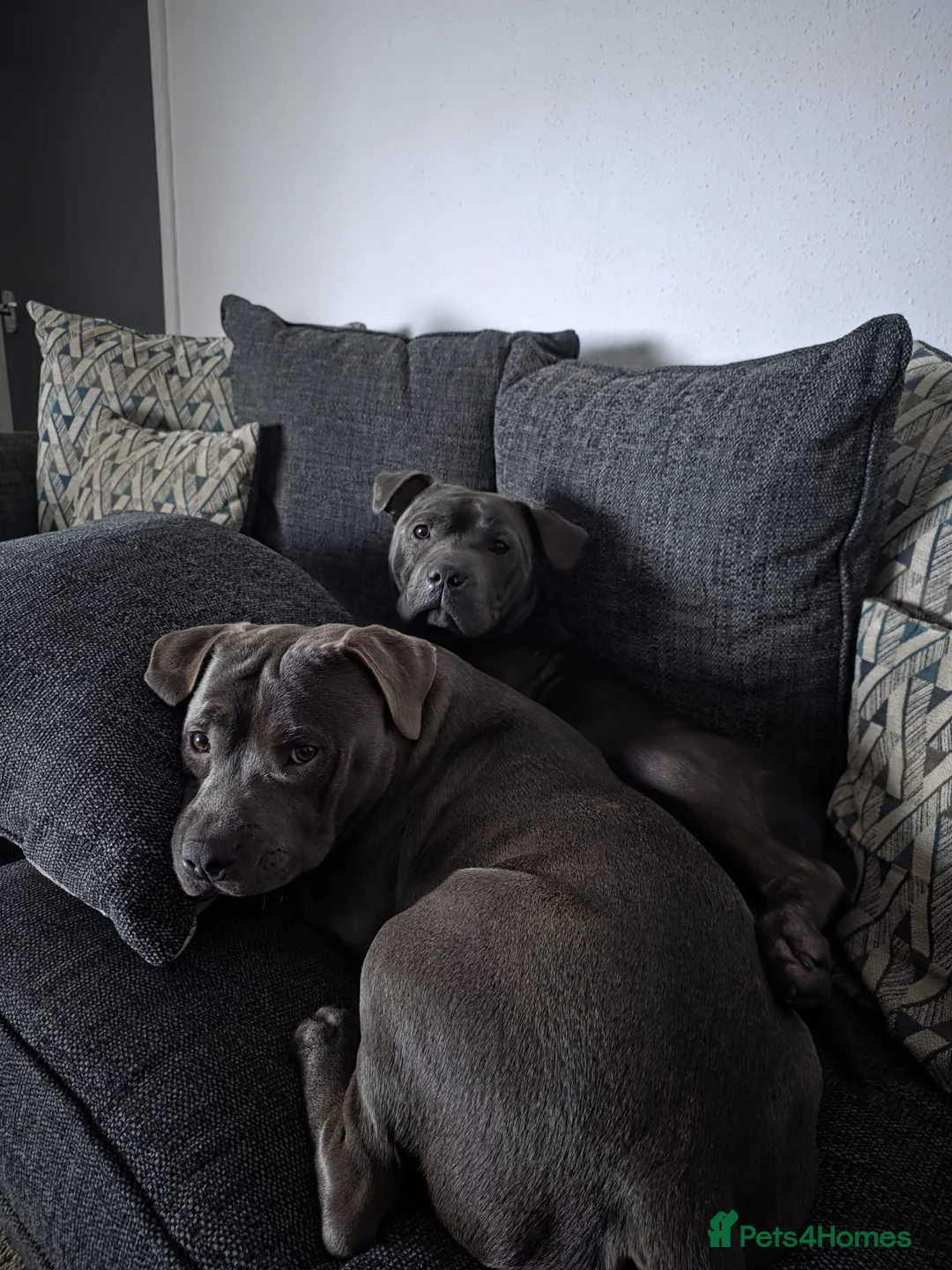 Staffordshire Bull Terrier dogs for sale: 1 STAFFY BOY £200 - Advert 5