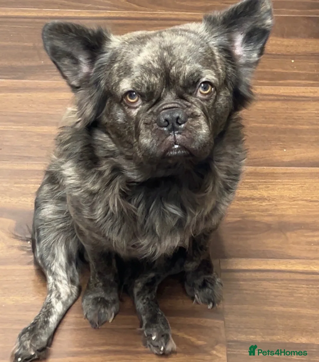 French Bulldog dogs for sale: 1 male French bulldog puppy in Luton - Advert 2