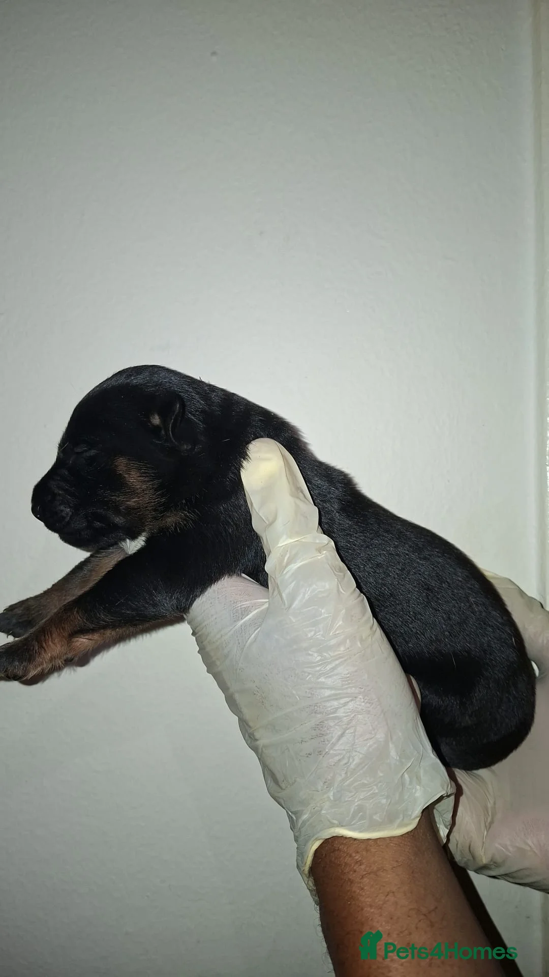 Belgian Shepherd Dog dogs for sale: Mechelse Herder Puppies For Sale - Advert 2