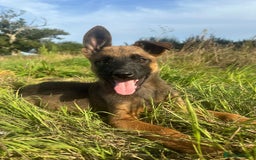 Mixed Breed dogs for sale: German shepherd x Belgian shepherd puppies - Image 3