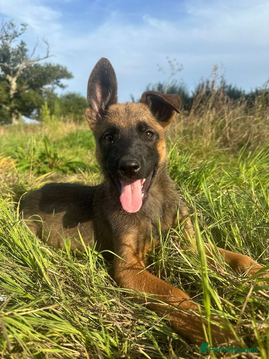 Mixed Breed dogs for sale: German shepherd x Belgian shepherd puppies - Image 3