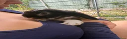 Dwarf Lop rabbits for sale: Dwarf Lops - Advert 10