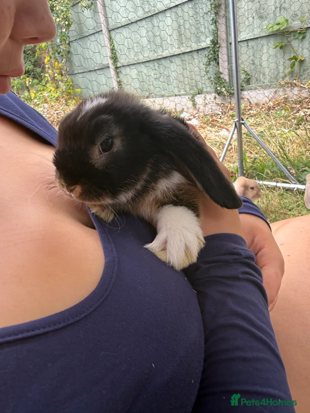 Dwarf Lop rabbits for sale: Dwarf Lops - Advert 10