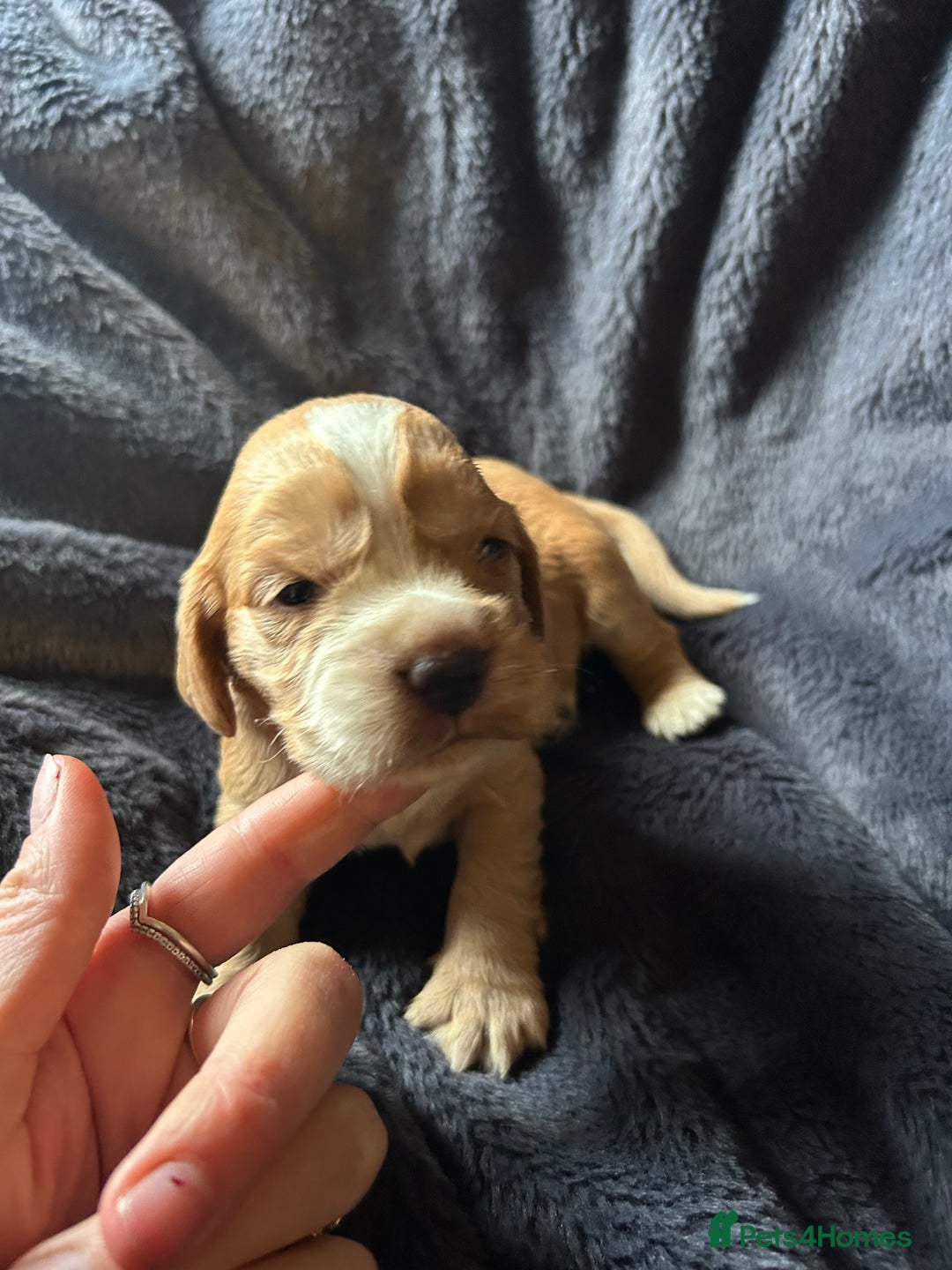 Cocker Spaniel dogs for sale: Kc reg cocker spaniels  - Advert 11