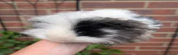 Guinea Pig rodents for sale: Two bonded, beautiful rare Texel boy guinea pigs in Swanage - Advert 7