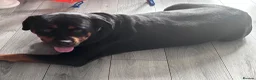 Mixed Breed dogs for sale: Great Rottie (Dane Weiler) Puppies - Advert 2