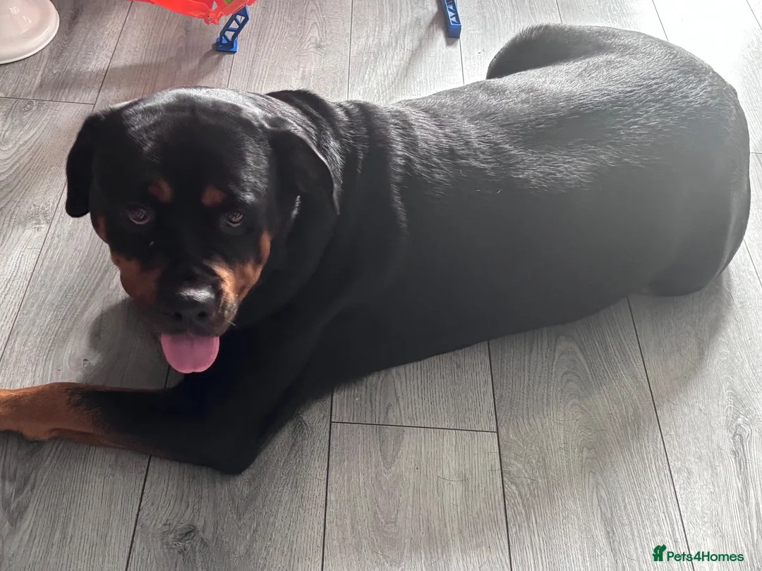 Mixed Breed dogs for sale: Great Rottie (Dane Weiler) Puppies - Advert 2