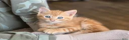 Mixed Breed cats for sale: Adorable Female kittens - Advert 13
