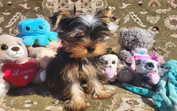 Yorkshire Terrier dogs for sale: Peace of Happiness!!! - Image 24