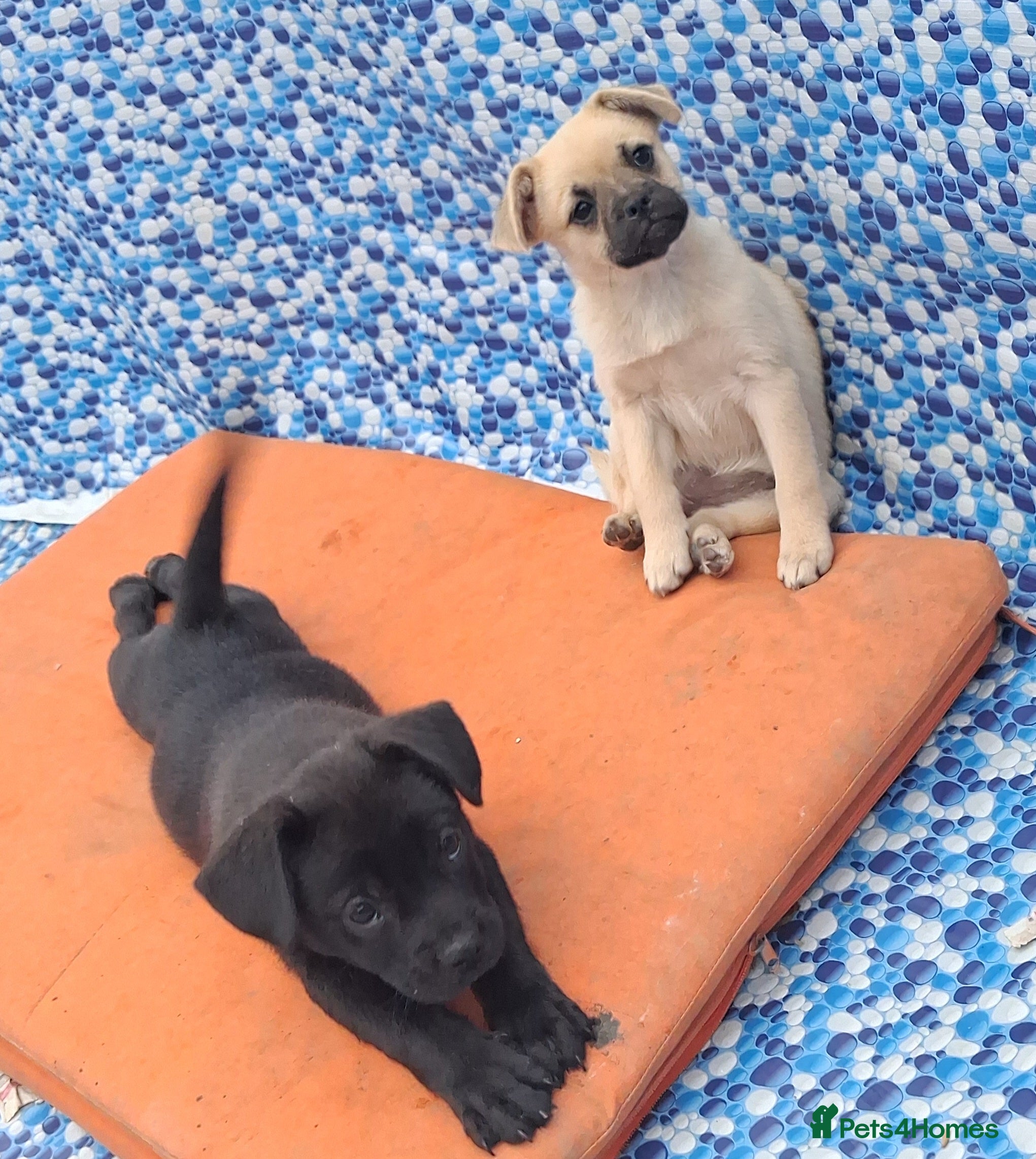 Mixed Breed dogs French bulldog x german spitz - Advert 4