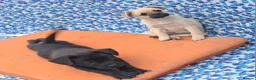 Mixed Breed dogs for sale: French bulldog x german spitz in Wigan - Advert 10