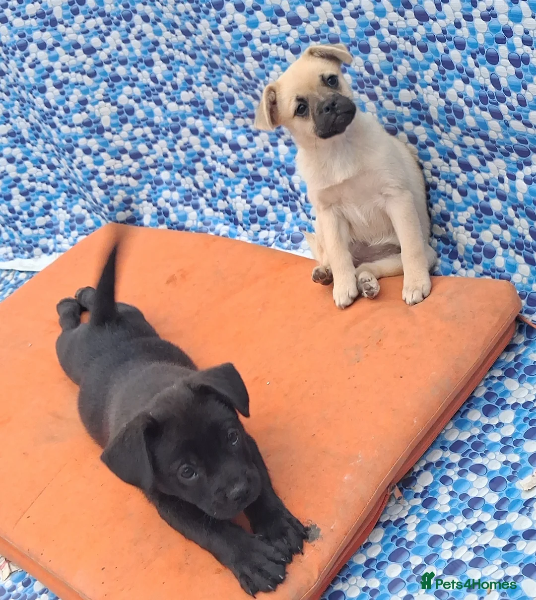Mixed Breed dogs for sale: French bulldog x german spitz - Advert 1