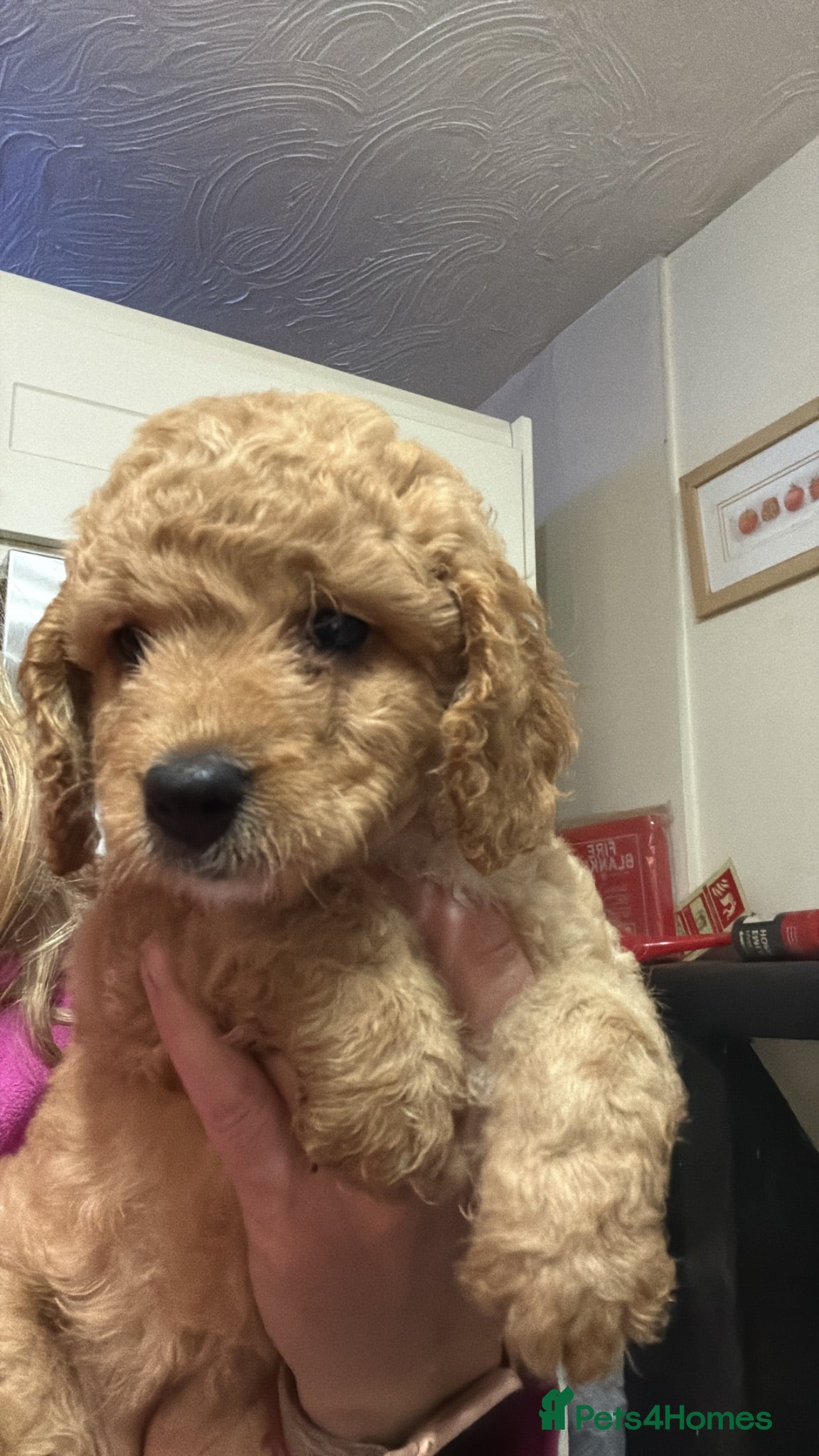 Australian Labradoodle dogs fully health tested Australian Labradoodles - Advert 1
