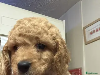 Australian Labradoodle dogs for sale: fully health tested Australian Labradoodles - Advert 2