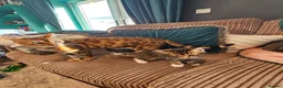 Bengal cats for sale: Begal cross kittens  - Advert 11