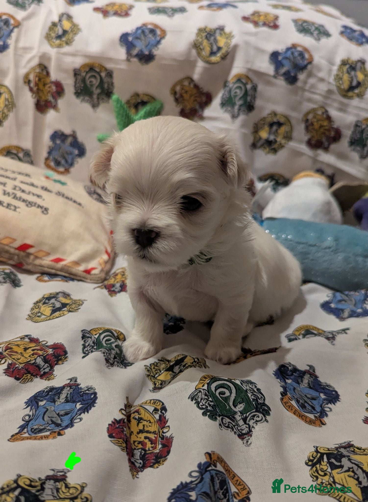 Maltese dogs Stunning Maltese puppies - Advert 1